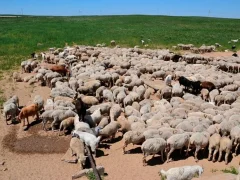 Сезонный выпас в Украине, Беларуси и Казахстане