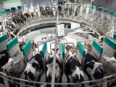 Современные технологии в животноводстве