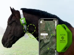 Современные технологии в коневодстве СНГ