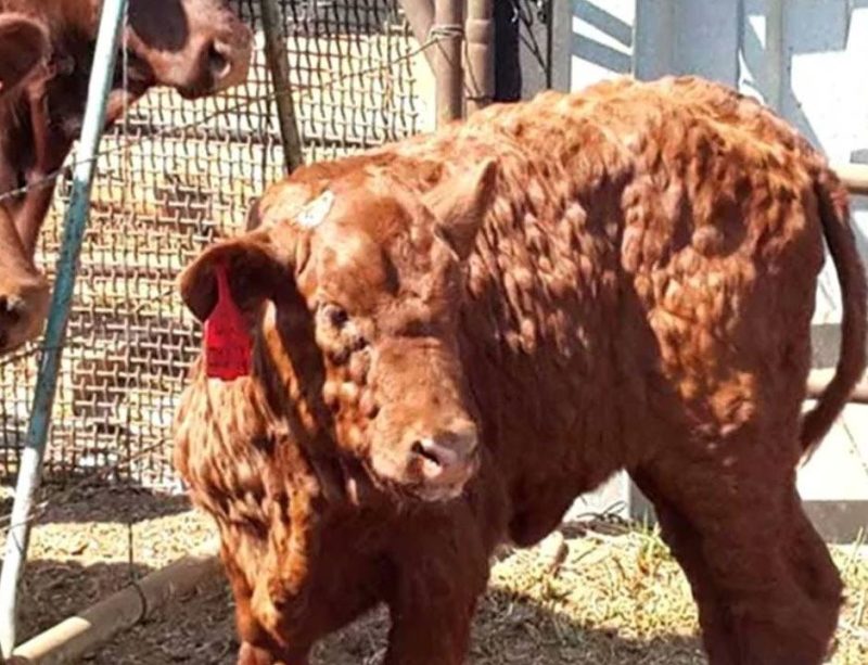 Распространённые болезни крупного рогатого скота