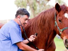 Здоровье лошадей: основы ветеринарии