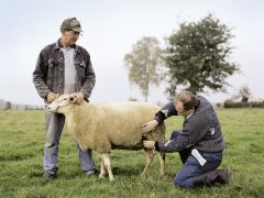 Частые болезни овец в СНГ