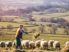 Ошибки новичков в овцеводстве: чего избегать для успешного разведения