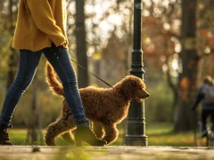 Эффективное создание маршрутов для регулярных прогулок советы и идеи