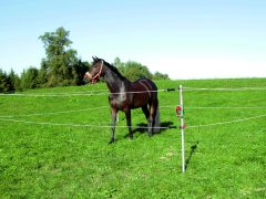 электропастуха для охраны лошадей