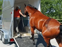 перевозка лошадей