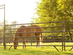Безопасные изгороди для лошадей
