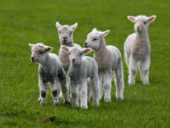 Как снизить падёж ягнят эффективные методы и советы фермеру