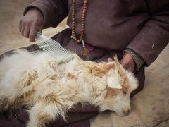 Линька и уход за шерстью питомцев вне сезона