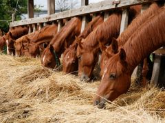 Кормление лошадей: основные правила и нормы питания
