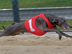 Лучшие породы собак с высокими прыжковыми способностями