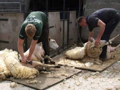 Механизация стрижки и обработки копыт