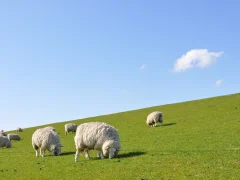 овцы на поле