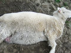 вздутие у овец и почему оно возникает