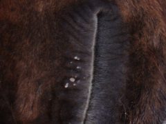 Паразиты у лошадей как бороться с глистами, клещами и слепнями