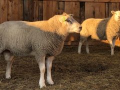 Подготовка овцематок к случке