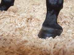 Подстилка для лошадей