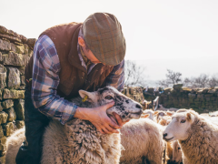 Хромота у овец