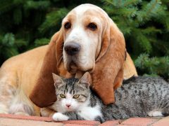 Спокойные породы собак и кошек