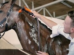 Уход за лошадьми