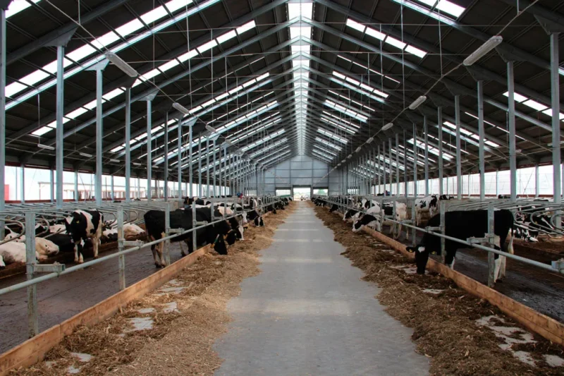 Реконструкция животноводческих комплексов и ферм КРС: современные подходы и практические решения