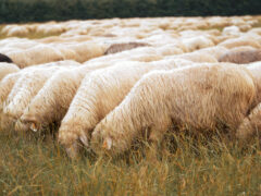 безопасность овец на пастбище