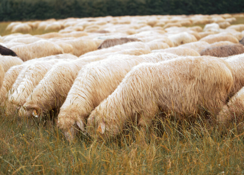 безопасность овец на пастбище