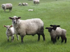 Сколько овец нужно для старта фермы