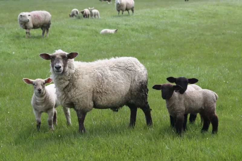 Сколько овец нужно для старта фермы