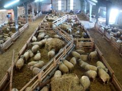 Автоматизация овчарни: управление освещением, вентиляцией и подогревом