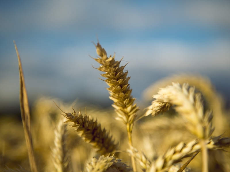 Аналитики «Русагротранса» повысили прогноз экспорта пшеницы в феврале