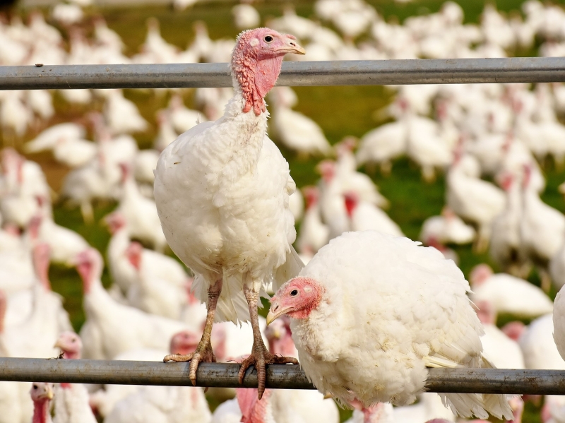 Доля рынка пяти крупнейших производителей индейки достигла 87%