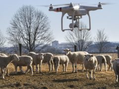 Дроны для наблюдения за стадом