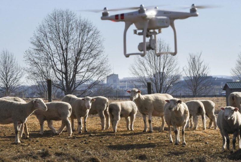 Дроны для наблюдения за стадом