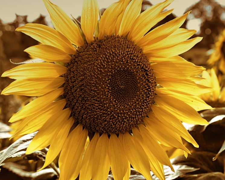 Экспортная пошлина на подсолнечное масло вырастет