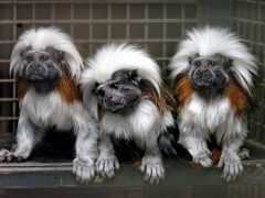 Экзотические породы животных, которые завозят в Украину