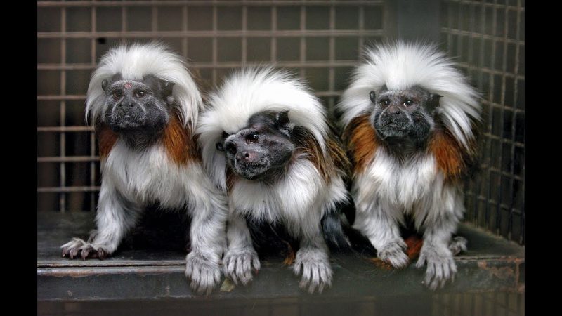 Экзотические породы животных, которые завозят в Украину