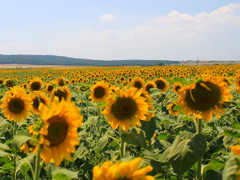 ИКАР: в России завершается крупнейший этап инвестиций в переработку масличных