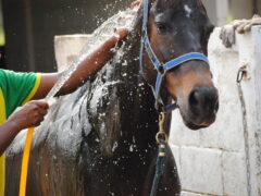 Как правильно купать лошадь в тёплое и холодное время года