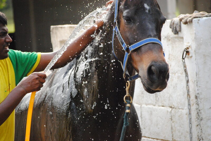 Как правильно купать лошадь в тёплое и холодное время года