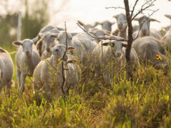 Как правильно вести учёт стада