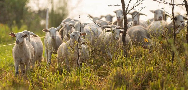Как правильно вести учёт стада