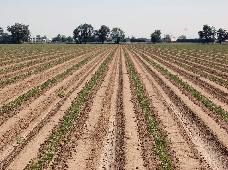 Михаил Мишустин: сельское хозяйство показывает устойчивую положительную динамику