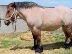 Мясные породы лошадей СНГ