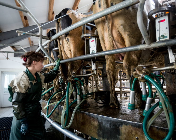 На рынке сырого молока продолжается фаза коррекции закупочных цен