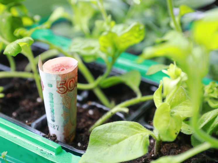 НСА: с 2027 года агрострахование станет обязательным для получения льготных кредитов