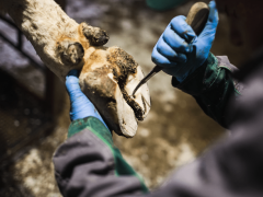 Обработка копыт: правильный уход для здоровья и профилактики заболеваний