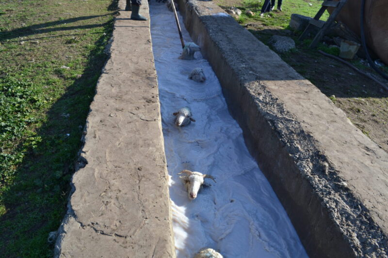 обработка овец от глистов