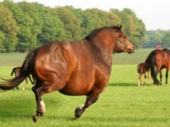 Ожирение у лошадей