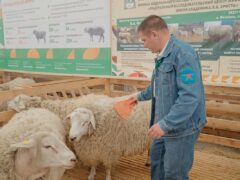 Подготовка овец к выставкам и ярмаркам